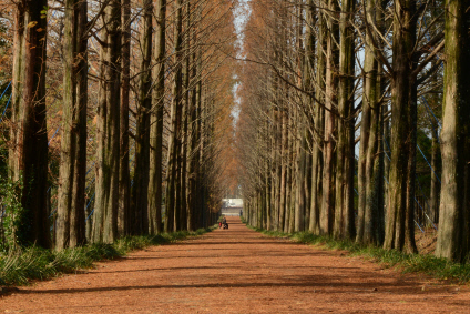 전남산림연구원 낙엽이 떨어진 메타세쿼이아길. 전남산림연구원 제공
